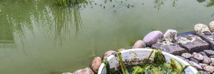 Algen aus Teich entfernen